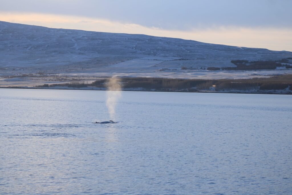Whale spouting in calm waters in the Akureyri fiords.